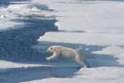 Norway, Svalbard. Polar bear jumping across water between ice floes. Art Print